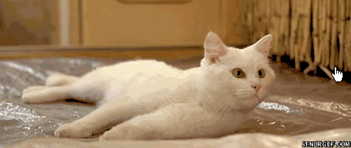 主子們，我不信你們家的貓咪面對浴霸還能有這番操作？