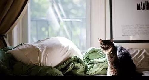 主子們，我不信你們家的貓咪面對浴霸還能有這番操作？